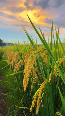 ทุ่งนาสีเหลืองทองอร่าม#ทุ่งนา #วิวยามเย็น #ธรรมชาติ 