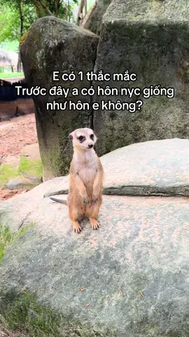 #GreenCreator #VinWonders #dulich #vinpearlsafariphuquoc 