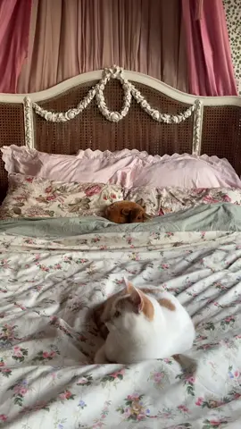 cozy early autumn days at home ☺️ wearing my new pieces by @The Hippie Shake  i also love my balcony this time of year, the colors and flowers and low sun light 🥺  #aesthetic #vintagefashion #cozyathome #70sfashion #whimsical 