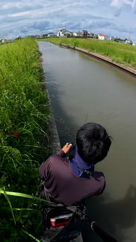 Japanese Catfish Bite Collection💥 #fishing #catfish
