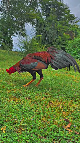 เจ้าแดงโวยวาย วันมีโชค🐲❤️‍🔥🐓#ไก่พม่า #ไก่เบอร์เเข้ง #ชีวิตคนเลี้ยงไก่💓💓💓 #ฟีดดดシ #ไก่ชน 