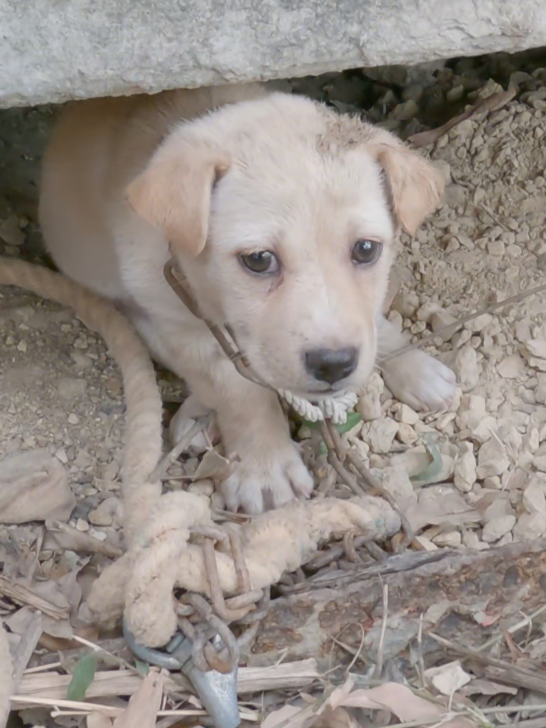 while flying a kite i saw this little dog chained up in an abandoned factory and i decided to adopt him because i looked in his eyes and knew what he had been through. #rescue #animals #rescueow #fyp #animals #puppylove