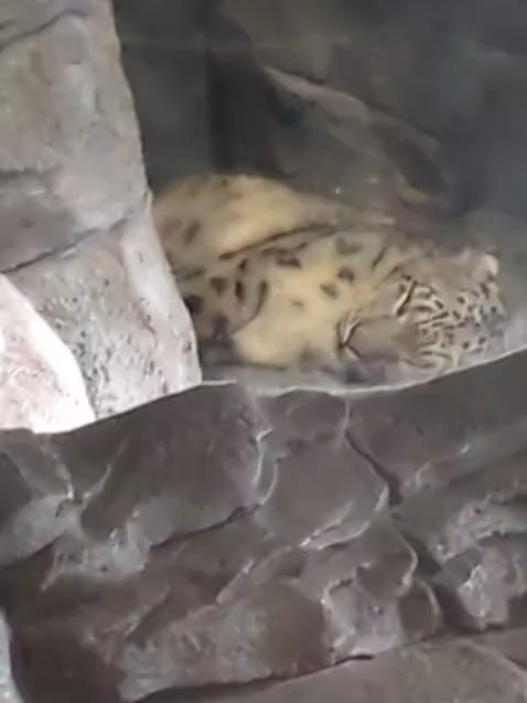 Over the weekend, a crowd formed at the Snow Leopard enclosure in Chester Zoo to get a glimpse of Bheri, the newest arrival at the zoo.  Last month, we found out that Chester Zoo welcomed a baby snow leopard for the first time in its 94-year history. The adorable new arrival has already taken her first steps, as keepers revealed her name as Bheri, following thousands of public suggestions. @chesterzooofficial #chesterzoo #news #snowleopard #snowleopardcub #cub #cuteness