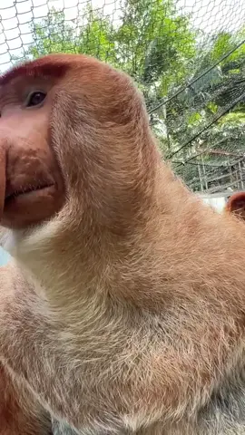 Tag en bolomu cah, nek numpak motor dijak mampir indomaret/alpamaret jawabe persis ngeneki pora.  #brandatiktok #tranding #viraltiktok #fyp #monkey 