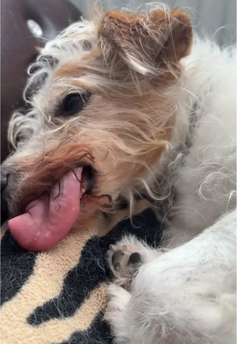 She wins this trend 🤣 #fyp #tongue #dog #trend 
