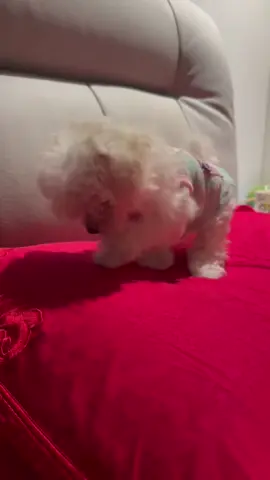 The puppy ran out of battery #dog #dogsoftiktok #funnyvideos #funnydog #pet 