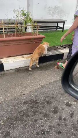 Macam nk bawak balik si gomok ni....tp kt rumah dah 9 ekor mengunggu.   😰