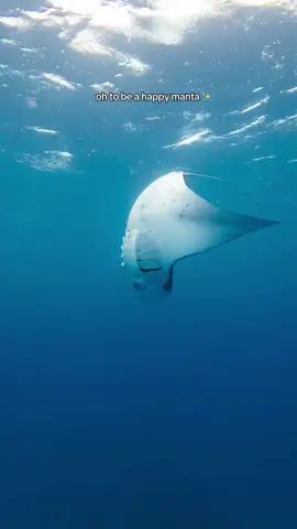 🥰🥰  #maldives #marinebiology #oceanconservation #mantaray #marinebiologist 