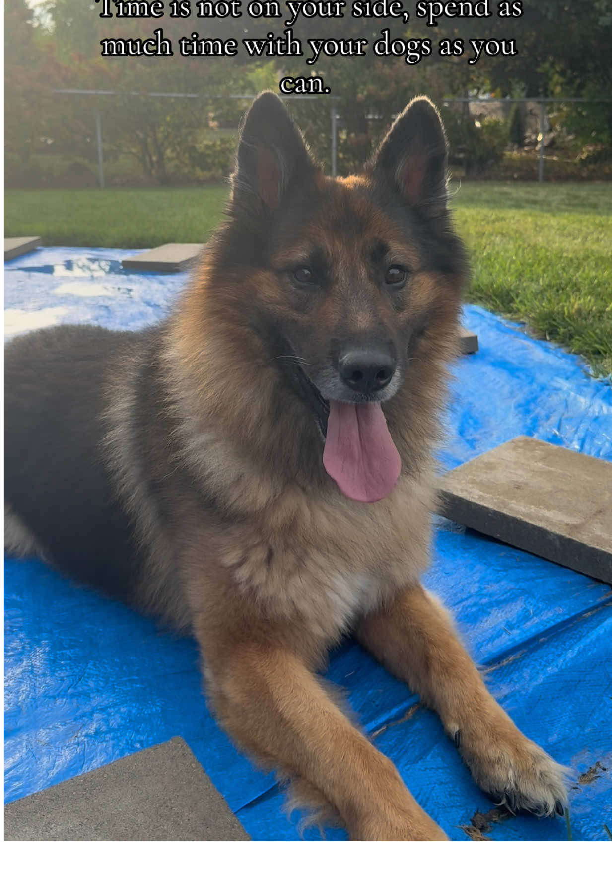 They don’t live forever 😞🐾 #dogsoftiktok #germanshepherd #dogmom #gsdoftiktok #dogcommunity 