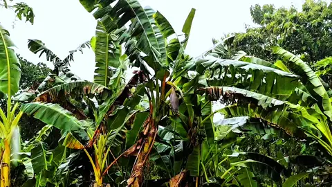 Slowed..#foryou #bojonegoro24jam #masukberandafyp #redminote13pro5g #aesthetic #fypp #colorgrading #cinematicaesthetic #fypシ゚ #vibes #hujan