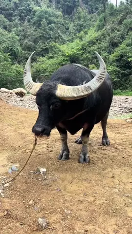 #toiyeudongvat❤ #trauchoi🐃torro #trâuvàng #xuhuongtiktok #trauchoi🐃 #damme phải cho đi đấu trường 