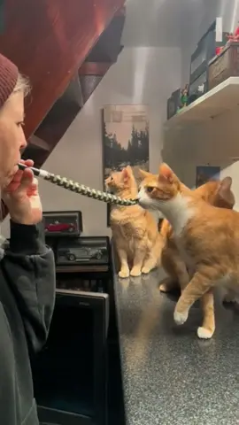 Frightened cat. #pet #funnyvideos #PetsOfTikTok #cat #foyou #funnycat #catsoftiktok #cute 