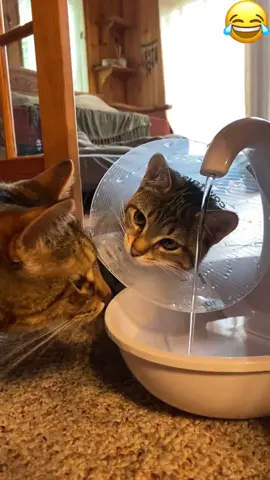 When your cat wears the cone of shame #cat #funny #funnyvideos #usa #cutecat #foryou #catsoftiktok 