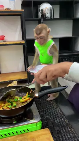 Bryan waits patiently and thanks Mum for his meal. 🐒🍽️😊 #monkey #monkeyface #pets #animal #animallover 