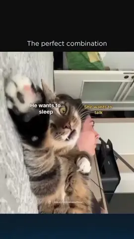 Perfect combination 😭🫂💗👀 #foryoupage #explorepage✨ #fyp #catfunny#related 