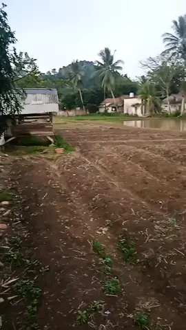 #semprotantanaman #seprayertanaman #isku #fyp 