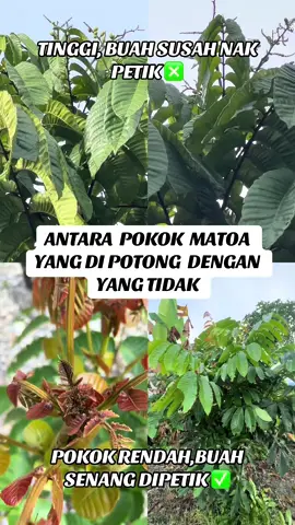🌳 Pokok Matoa Perlu Dipotong 🌳 Bukan sebab rosak, tapi demi hasil. Pokok matoa dipangkas supaya tak terlalu tinggi—senang nak petik buah, mudah nak jaga. Lebih rendah, lebih mesra tuaian. Kadang-kadang, untuk terus memberi, kita perlu berubah bentuk. #PokokMatoa #pangkas #kebundepanrumahku#buahmatoa #longanbrazil