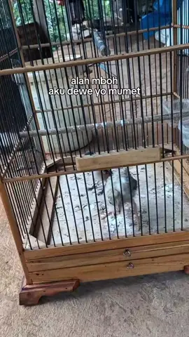 wingi nyekel obeng nyeting karbu, sakki nyekel jangkrik nyeting cendet🙂#cendet #kicaumania #ternosontek 