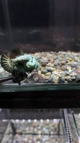 Hulk Samurai #bettafish #bettaindonesia🇮🇩 #bettathailand🇨🇷 #betta_lover #bettamahachaiensis 