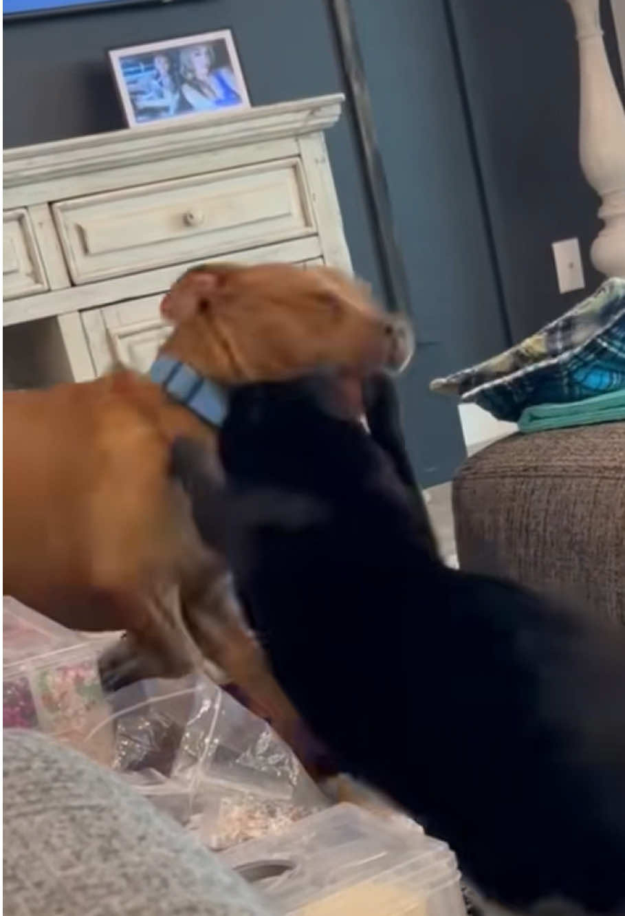 The fierce pit bull actually afraid of cats 🤔😵#pitbull #afraid #cat #fyp #fail 