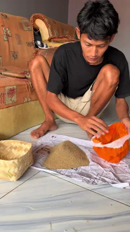 Langsung siapkan galon untuk menetaskan telur jangkrik