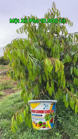 Supper Combi Chelate Xô 5KG Pha 10.000 Lít #xuhuong #nongnghiep #nongdan #thuocbvtv #phanbonla 