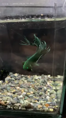 KING CT HULK #bettaindonesia🇮🇩 #bettaindonesia🇮🇩 #bettaindonesia🇮🇩 #bettaindonesia🇮🇩 