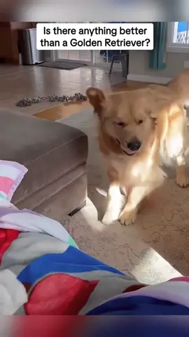 Funny Golden Retriever #dog #tiktok #foryou #fyp #funny 