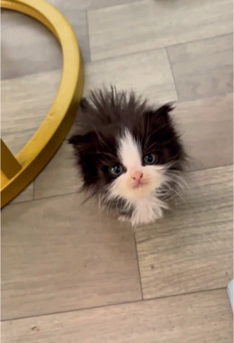 Who can resist this meow😭💕#cat #cats #catlover #catsoftiktok #kitten #fyp 