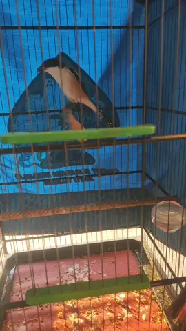 nyatanya mewah itu tidak harus tengkek,,😊🙏🏻 #cendetmaniaindonesia  #cendetmadura  #putramagas 