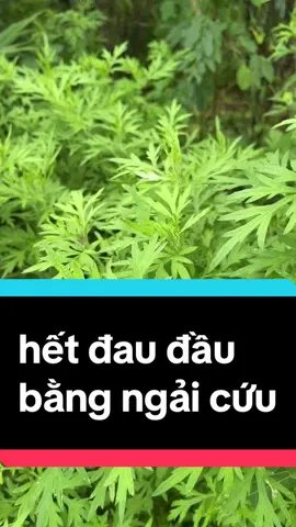 hết đau đàu hoa mắt tróng mặt buồn nôn đau nửa đầu dối loang tiền đình bằng ngải cứu thiên nhiên quý#dthanhthaoduocnguoidao #daudau #trongmat #suckhoechomoinguoi #xuhuongtiktok 