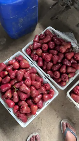 bismillah, putro pembarep🤲🏻