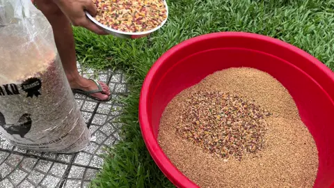 Ngủ cốc dinh dưỡng dành cho gà 🥰🥰@Hiệp Thành Phát  ae cần ll  @924375959