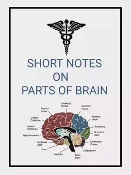 Parts of Brain 🧠 🩺  #fyp #fypage #fypシ゚ #fypage #medico 