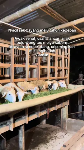 Bismillah qobul Aamiin  #peternakmuda #bakulwedus #domba #fypage #viraltiktok 