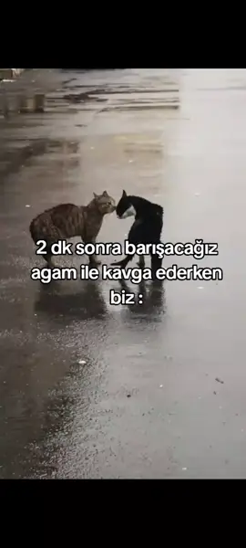 @𝐆ü𝐥𝐢𝐳𝐚𝐫  