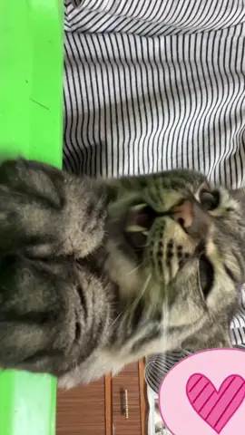 @leotheegyptianmeow  #leothegyptianmeow #cats #catsoftiktok #اكسبلور #قطط #viralvideo #قططي_الجميله #viral #pets #قطط_لطيفة 