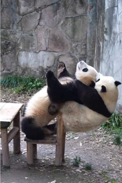 Baby pandas fighting 🐼#panda #fyp #usa #pandasoftiktok #cuteanimals 