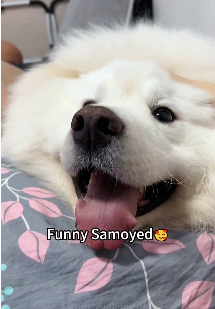 Funny Samoyed🥰🥰#dog #funny#fyp#pet#usa
