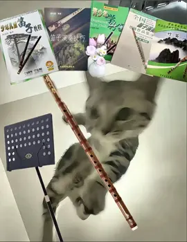 thi ghép ảnh #saotruc #saodizi #nhaccu #handmade #thoisao 