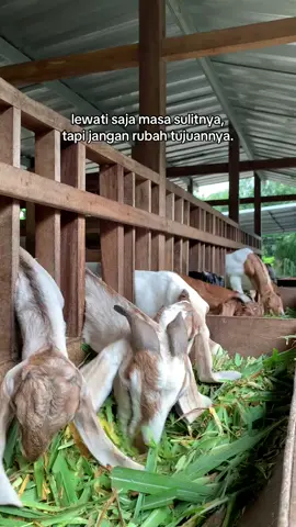 Selamat datang di titip farm kambing  Kami menyediakan sistem titip ternak kambing yang memudahkan anda dalam berinvestasi di bidang peternakan.dengan kami, anda bisa  1. Titip ternak: kami mengelola dan merawat kambing anda hingga siap panen. 2. Transparansi: setiap perkembangan dan kondisi kambing dapat di pantau secara real-time. 3. Keuntungan bersama: nikmati hasil panen yang menguntungkan tanpa repot. Bergabunglah dengan kami untuk mengoptimalkan potensi peternakan anda! #titipfarmkambing #investasipeternakan #kambingberkualitas #sistemtitip #peternakanmodern 