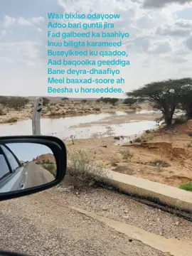 Heesta Bixiso: Khadra Daahir Iyo Jaceylkii Soddogeed - - - - -  Heesaha cajiibka ah ee ay qaaddo Khadra Daahir, waxaa ka mid ah heestaan hoose, oo la dhaho Bixiso, oo ah hees qisadeeda, qotonka suugaanteeda iyo quruxda erayadeeduba ay cajiib yihiin. Waxaana ay Khadro oo heesta kula hadleysa soddogeed oo iyada jeclaaday, si heer sare ah uga laangoosanaysa dhaqankii Soomaaliyeed, iyada oo baanaheeda u xulanaysa tusaaleyaal cajiib ah.  1. Marka u horreysa waxa ay sheegaysaa in ay bixiso (dhibaato) ku tahay in nin oday ahi uu reerkiisa ka raro bari, oo uu fad (madax roob) iyo bilig karameed (roob xagaayeed, aan la isku halleyn), buseel (xiiso) dartiis ugu hayaamo, deeto uu reerkii ku furo bane dhaxan badan, oo baaxad soore ah (dhul-kaa-dheer-cir-kaa-dheer).  Waxaanay leedahay:  Waa bixiso odayoow Adoo bari guntii jira Fad galbeed ka baahiyo Inuu biligta karameed Buseylkeed ku qaadoo, Aad baqoolka geeddiga Bane deyra-dhaafiyo Meel baaxad-soore ah Beesha u horseeddee.  2. Deeto waxa ay kula talinaysaa hugun (jabaq) cidlo ah in uusan ku luggo'in, maaddaama baahidiisa darteed ay naftu dhalanteed (wirwir) biyo ugu sheegtay.  Waxaanay leedahay:  Yaan hugunka beenta ah Baaqiisu kula tegin, Adoo baahi oon qaba Naftu biligta dhalanteed Biyo kuugu sheegtoo Buur kuu tilmaantee.  3. Iyada oo si turaalle ugu maahmaahaysa ayay haddana u sheegaysaa, in haddii uusan ka laaban damaciisa, uu si walba ula mid noqonayo baqashii fardaha la miratay, maaddaama uu damaaciyay iyada oo gashaanti ah, isaguna uu yahay nin oday ah, arrintaasina ay luggooyo si walba ugu tahay isaga, ayna macquul tahay in uu bayuur (jab/jiciir/ceeb) kala kulmo, oo lagu wiirsado.  Waxaanay leedahay: Show baqashi noqotee Fardo beri la miratoo Barkoodii is mooddiyo Halheys kugu bannaan iyo Bayuur inay ku raacda Baga! lagu yiraahdaa 4. Intaas ugama haraysee, waxa ay haddana u raadsanaysaa maahmaah kale oo ay ku disho, waxaana ay sheegaysaa marka reerku barwaaqoobo, in ay dhalintu ciyaarto oo ay botoriso, balooley iyo dhaantona tumato in ay wax caadi ah tahay, laakiin aan nin oday ah oo baarcaddaa ah (cireystay) waxaas looga fadhin, uuna la mid noqonayo baatir (qaalin awood iyo qurux leh) oo dhicistay, sidaas darteed ay ku wacan tahay in uu nolosha kaga aado meesha uu oday ahaan mudan yahay.  Waxaanay leedahay: Haddii seban barwaaqo ah Cidda meel baraariyo Balli-doogle lagu furo, Oo baahi laawaha Botorka iyo dhaantada Cugashada barbaartii Bilow baashihiiyow Balooleey madiixaan, In uu baarcaddaa oday Aarankii la boodoo Soo laba bogleeyaa Waa baatir dhicisee Adeerow da'daa bogo.  5. Taariikh ahaan Khadro wey xasuusan tahay in uu soddogeed nin fiican ahaan jiray dhalinyaronnimadiisii laakiin hadda uu gaboobay, marka waxey xasuusinaysaa in ay tahay gabar dhalinyaro ah oo rabta nin da'yar, waxaana ay ugu maahmaahaysaa baydari (hargaanti/ugaarsato) dhakhsanaysa, oo u baahan faras awood lihi, in aysan kaxeysan mid shinkiisii buuxsamay (gaboobay), sidaas darteed waxa ay kula talinaysaa in uusan isku dhibin balweyn (heeso xod-xodasho ah), oo uusan waxba u qaadin heestii Hadraawi ee Beerlula.   Waxaanay leedahay:  Inkastuu bilnaan jiray Magac beri lahaan jiray Sange baratankii gabay Buuxsamay shinkiisii, Baydari dhakhsanaysaa Kuma baahi beeshee Waxba ha i balweynoo Hay qaadin Beerlula.  6. Intaas, oo araar, maahmaah, tusaale, iyo run kharaar ah marka ay odayga u sheegto, ayaa ay siinaysaa xog kale oo ay ugu quus goynayso, waxaana ay u sheegaysaa in uusan war heyn, ee ay wada socdaan curadkiisa, oo ay waliba ballan guur leeyihiin, isaguna uu ku bilanayo (ku soo baxayo) soddogeeda, sidaas darteed, waxa ay xasuusinaysaa in ay muhiim tahay in uu iska ilaaliyo boholyowga uu iyada u qabo, maaddaama uu saameyn karo odaynimadiisa, oo uu qof si ah ka dhigi karo marka uu odayaasha faciisa ah la xaajeysanayo, ama la jareysanayo.  Waxaanay leedahay:  Haddaad sheeko baraleey Baabkeeda moogtahay, Boqorkaad ku curataan  Waa hore is barannoo Ballani noo dhaxeysee, Soddog baad ku bilataye Yaan jare-ka-booddada Boholyowgu kula tegin.  Waxaa Qoray Ladane Cabdi Xasan