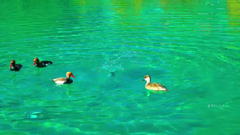 .每个人心里都有一座无人知晓的孤岛,安放着秘密与忧伤。Trong lòng mỗi người đều có một hòn đảo cô độc, cất giữ những bí mật và nỗi buồn. #chualanh #thiennhien #trending #yenbinh 