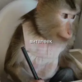 #allt9yko #awakemonke #монкепон #обезьянки #funnymonkey | брадке, мультике!🙉👀☀️