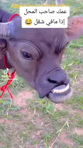 بقرة ولا كذبة؟ - شكلها فيلم هندي! - وش ذا بالله؟ - كذب بصوت عالي! - بقرة موديل 2025 - فيميل بس غريبة! - ضحكني شكلها! - تابع وارتاح 😂 - ما تخسر شيء! - كل يوم ضحك!