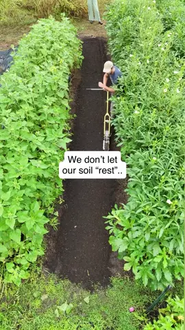 There’s the idea of letting soil “rest”, and then there’s the idea that soil never rests and all the microbes need to be fed, whether that be through compost, decomposing leaves or mulch or better yet..living roots…or even better, all of the above. Reposted from @songlandfarms  In zone 8/9 we plant 12 months a year and most of our beds will see 4-5 different crops throughout the season not including interplanting where we’ll cram 2 crops into 1 bed side by side. The idea is to constantly feed the billions and trillions of life forms that live in and make up what we call soil - preferably by using a large variety of crop species. Many microbes even require living roots to survive and thrive so we prefer to have something growing constantly.  This approach allows us to yield more than conventional farms and literally build soil as we rarely if ever pull roots out of the ground. We chop or mow plants at the soil line and let the roots decompose right underneath the next crop. This bed in the video had basil in it only a couple weeks ago - we mowed it down, put a thin layer of compost on top and ran the Jang through to seed lettuce. The lines will be a little wonky because we hit the occasional basil root and have to adjust but no big deal - the lettuce will grow just fine.  Reposted from @songlandfarms