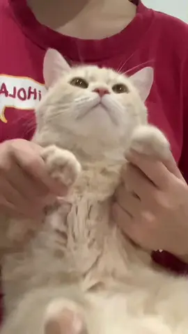 ครั้งนี้เป๊ะแล้วฮะ  #ออโต้แมวสีครีม #meowdance  #สัตว์โลกน่ารัก #ทาสแมว #jpyシ 