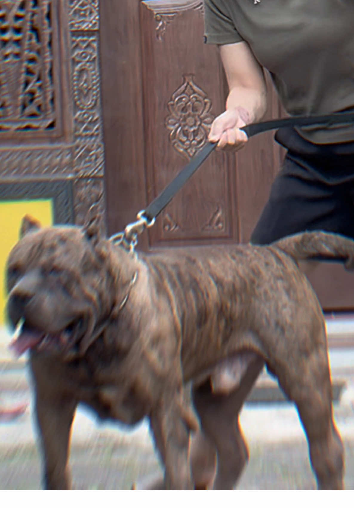 Tali helios ada di showcase 👋🏻#CapCut #americanbully #bullyxxl #fyp 