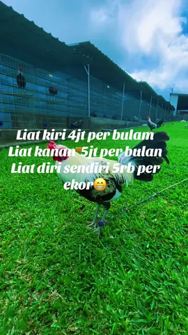 Kuks🤫#fyp#ayamfilipin🇵🇭 #salamkakikiri 