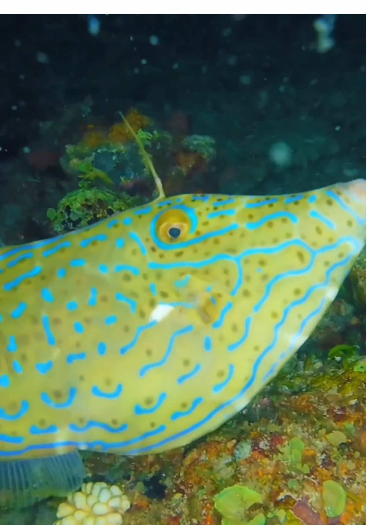 1 đêm Lặn Rất Nhiều Hải Sản 